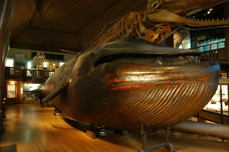 A picture of the stuffed whale.