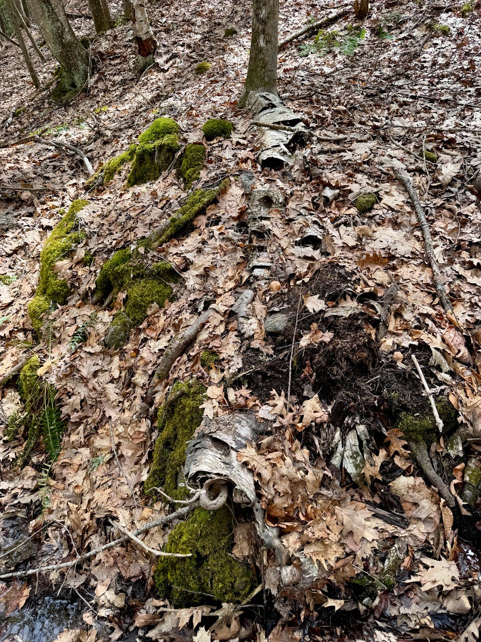 Landscape with dead leaves and moss, with a line down the middle made of decaying birch bark half-visible beneath soil and leaves