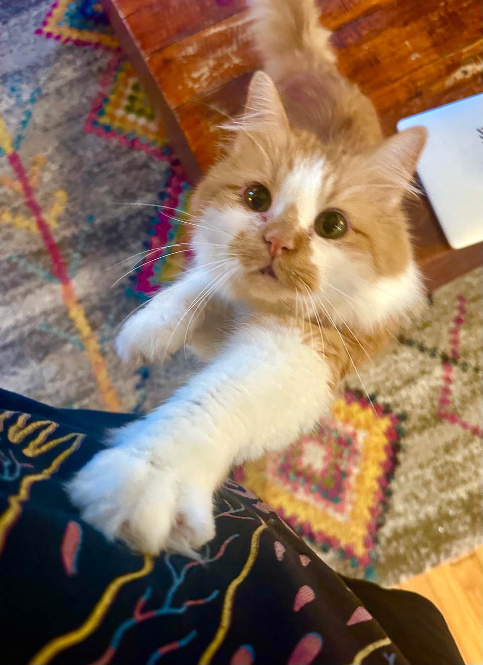 a fluffy orange and white cat insistently reaching up one paw on the author's shirt