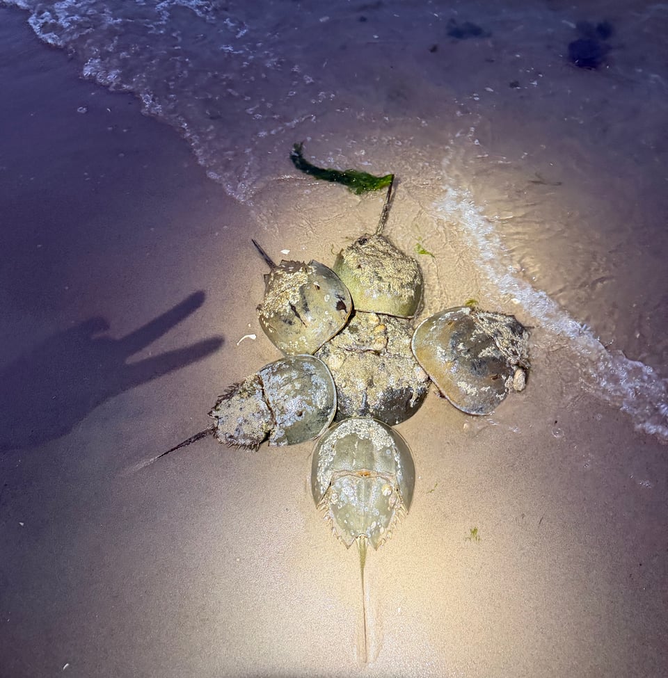 thinking about the immortality of the crab
