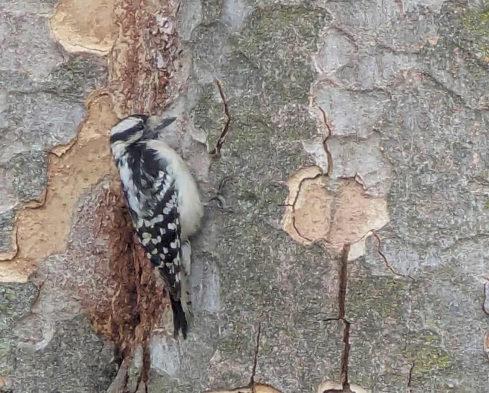 A female downy woodpecker, with black and white stripes and spots, perches on the side of a tree.