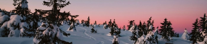 Snow covered trees at sunrise