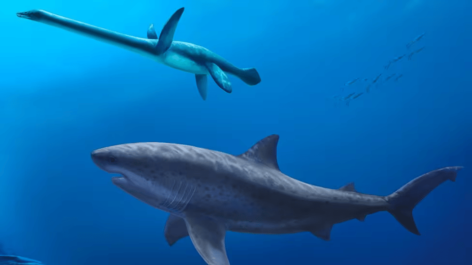 How to Make a Great Shark
