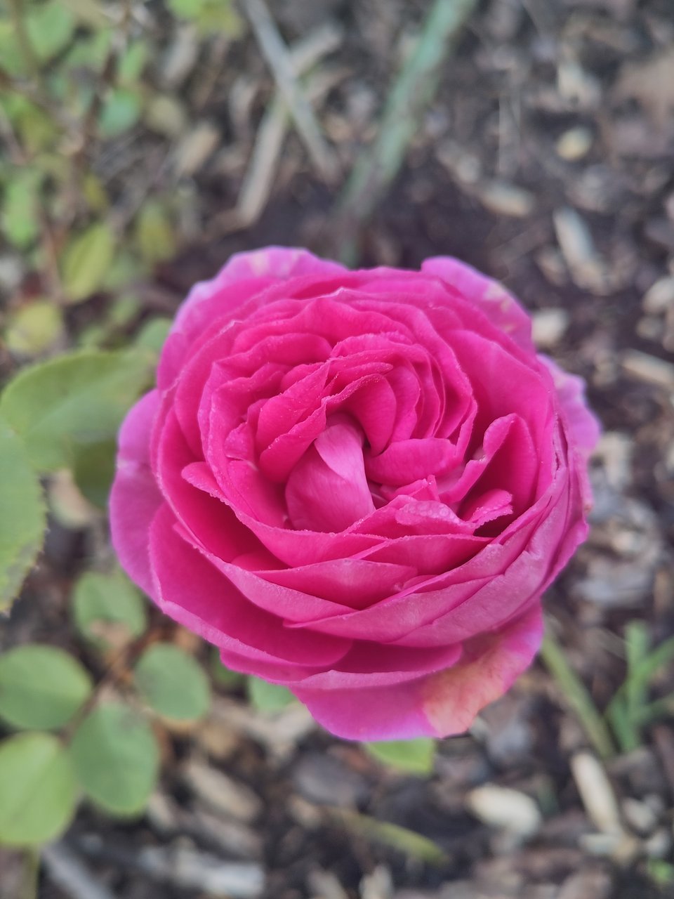 Eine gefüllte Rosenblüte