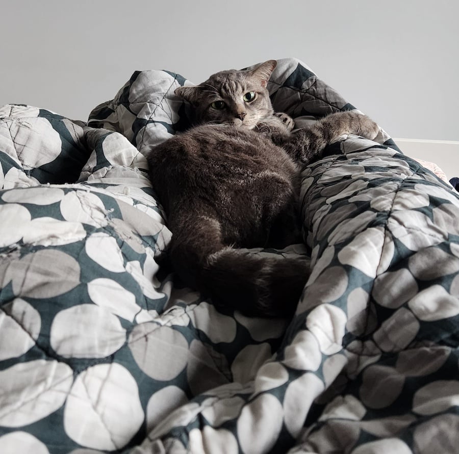 Luca, my grey cat, snuggled in between my legs, while my legs are covered by my blanket.