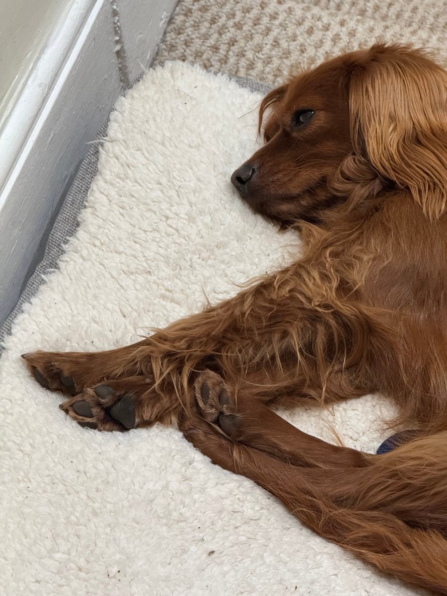 Radio with all his little paws stuck out in front of him.