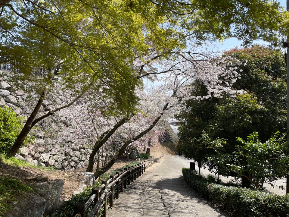 A view of the cherry blossom trees lining the path to the exit of the Matsusaka castle ruins.