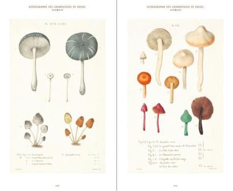Botanical drawing of several mushrooms