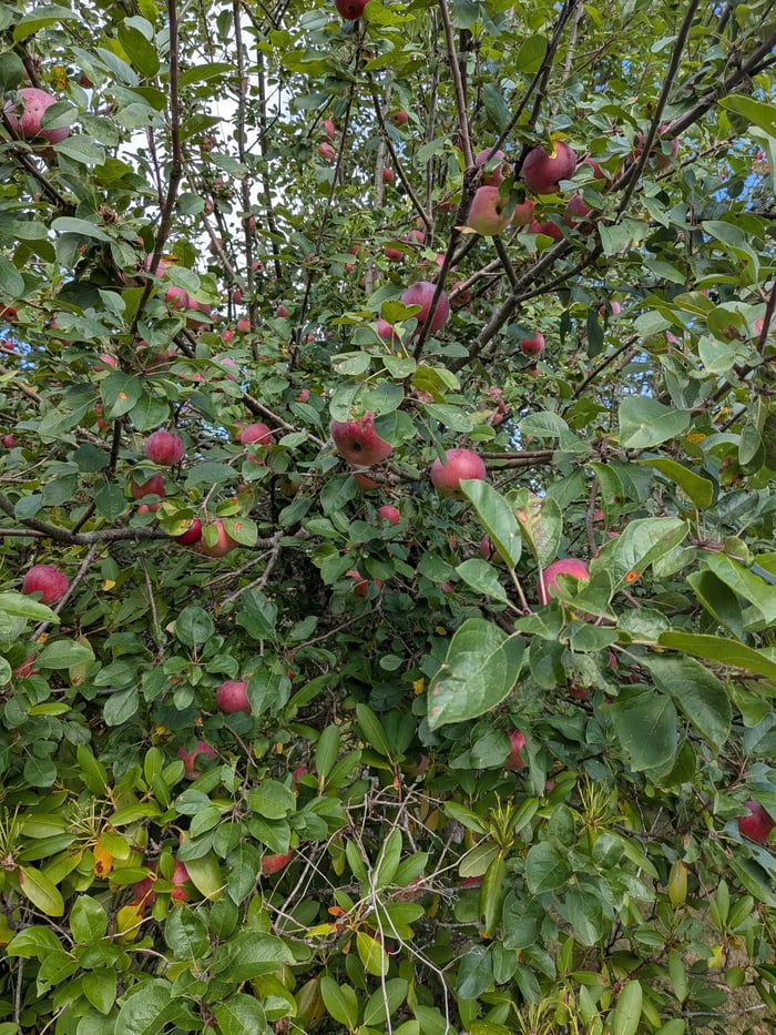 Red apples on a tree