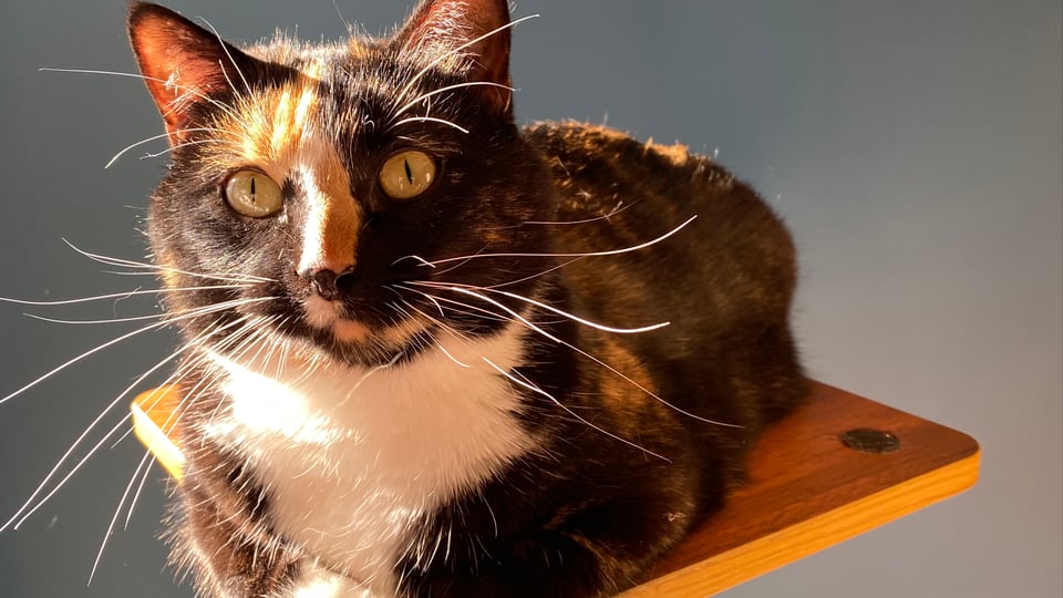 Tortie cat looking at the camera while sitting on a raised platform in front of a dark wall.