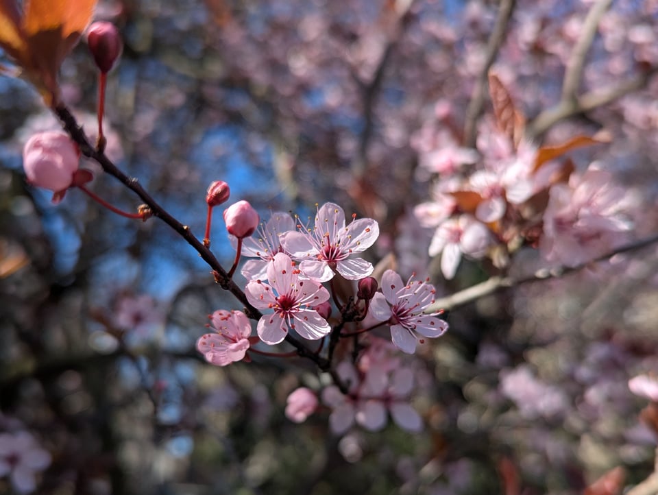 Cherry blossoms in Paris