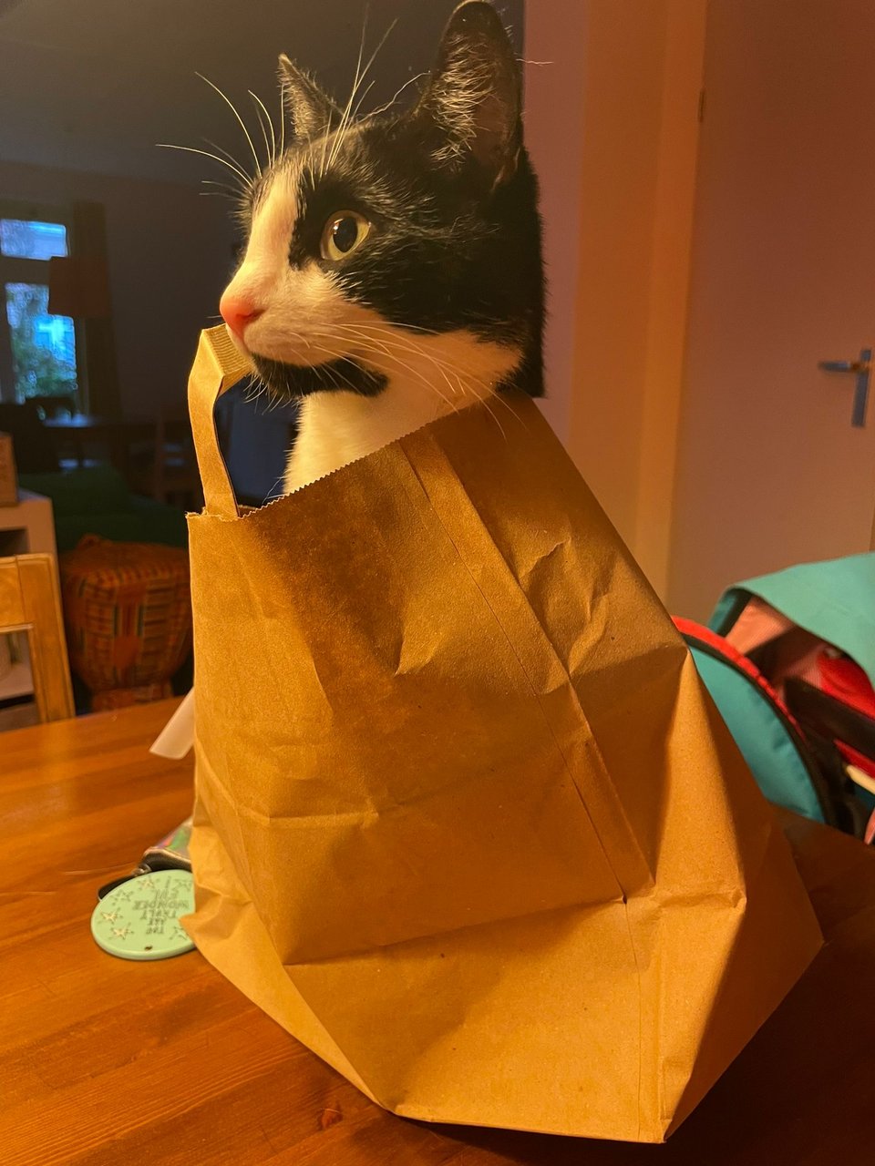 A cat in a paper bag