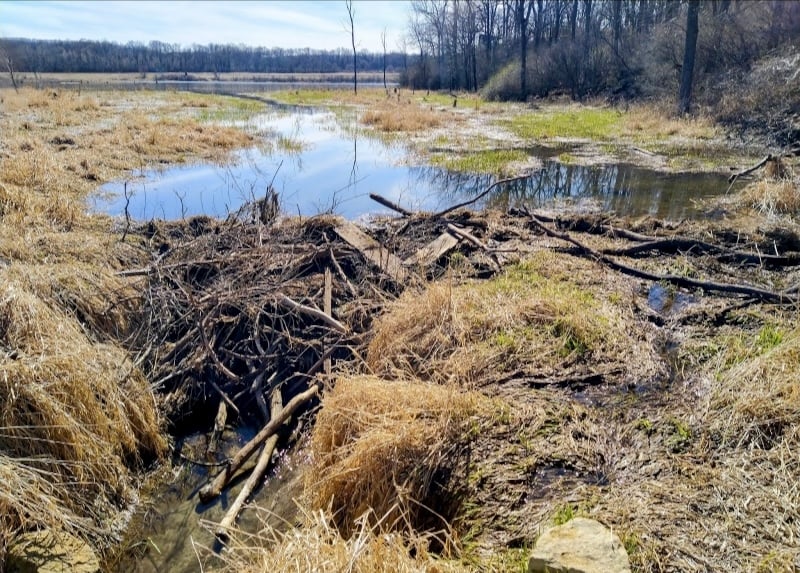 Meanwhile, over at Pleasant Valley Lakelet (the Frontenac pond), the work of beavers continues to keep the water level high and healthy. / Photo by Jake Gaster