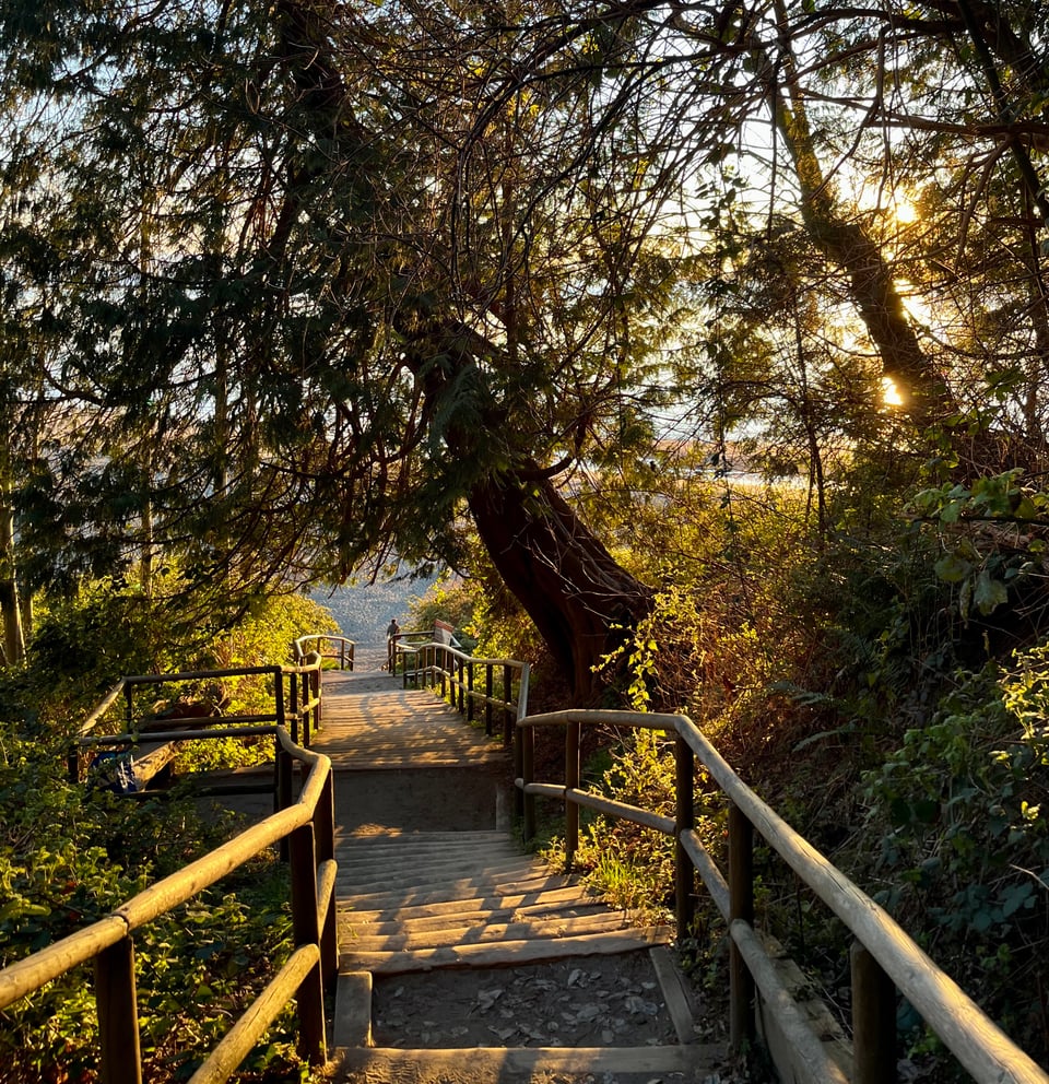 A wooden staircase through the green woods leads to a beach. Behind the foliage, a sunset.