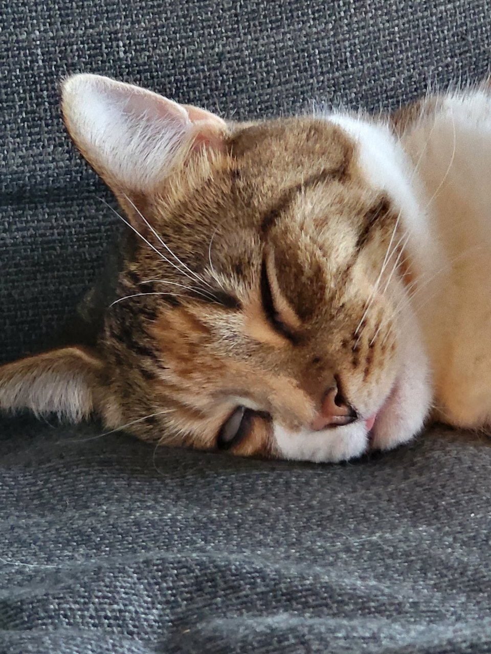A funny picture of David's cat, Nadja, asleep and looking really silly with her eyes partially rolled and her tongue just sticking out.