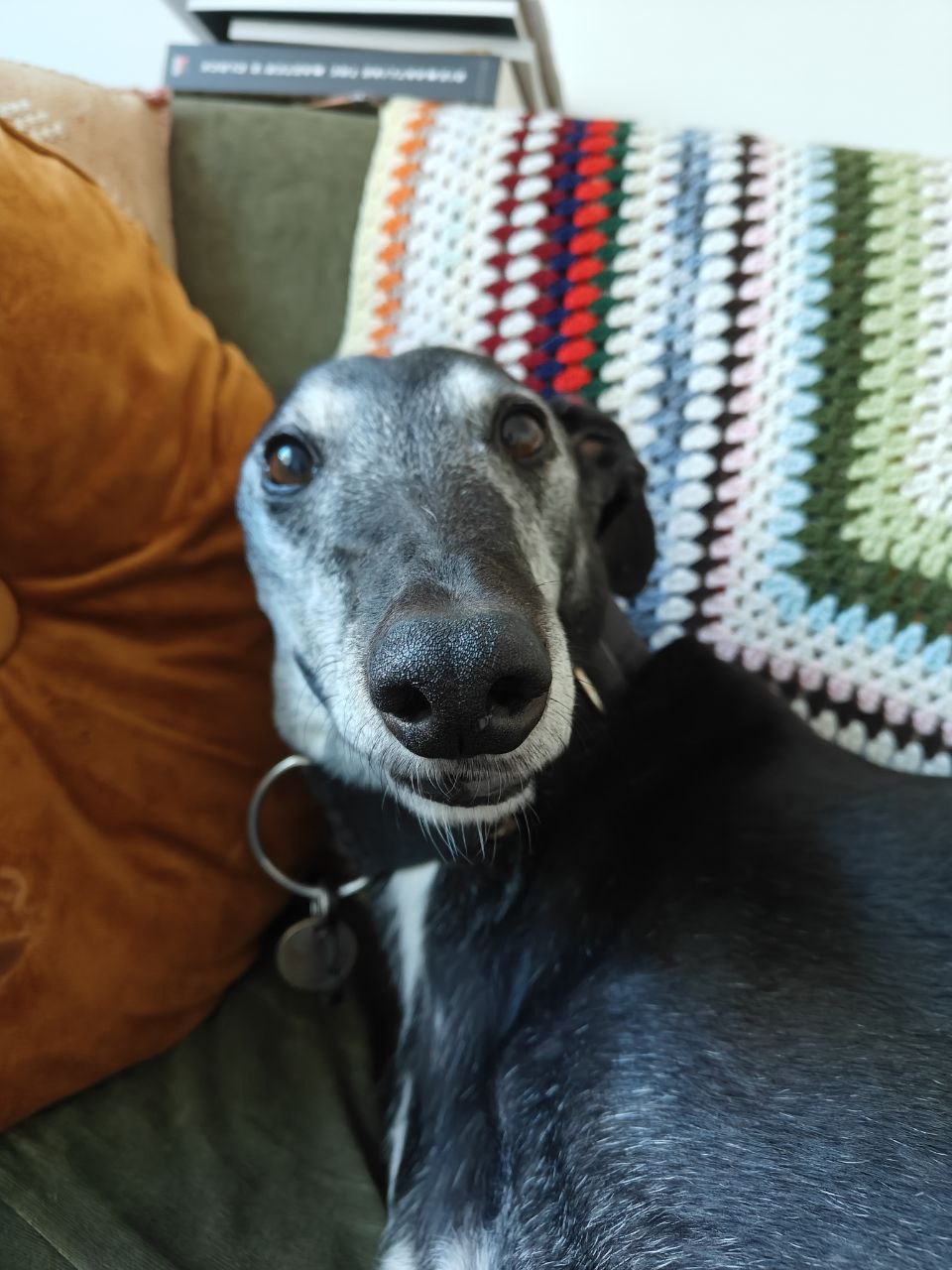 Stumpy the greyhound lying on the couch and looking directly at the camera. Because of the lens angle, his nose itself looks enormous. The fur on his face, especially around his mouth and eyes, is getting pretty white.
