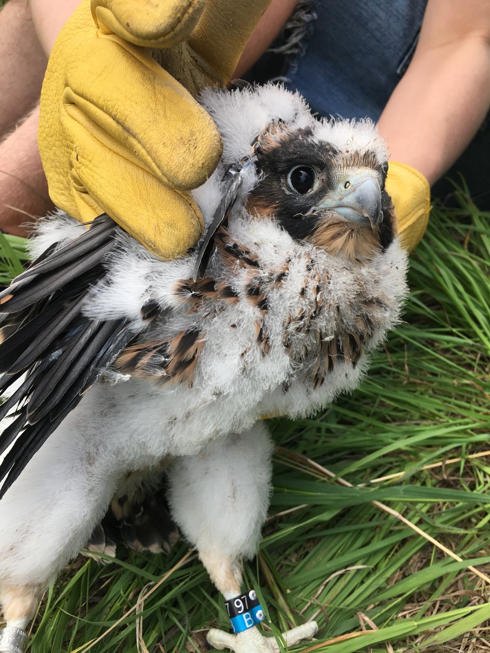 Peregrine Falcon "Isaac" in 2018. / Photo by Amy Ries