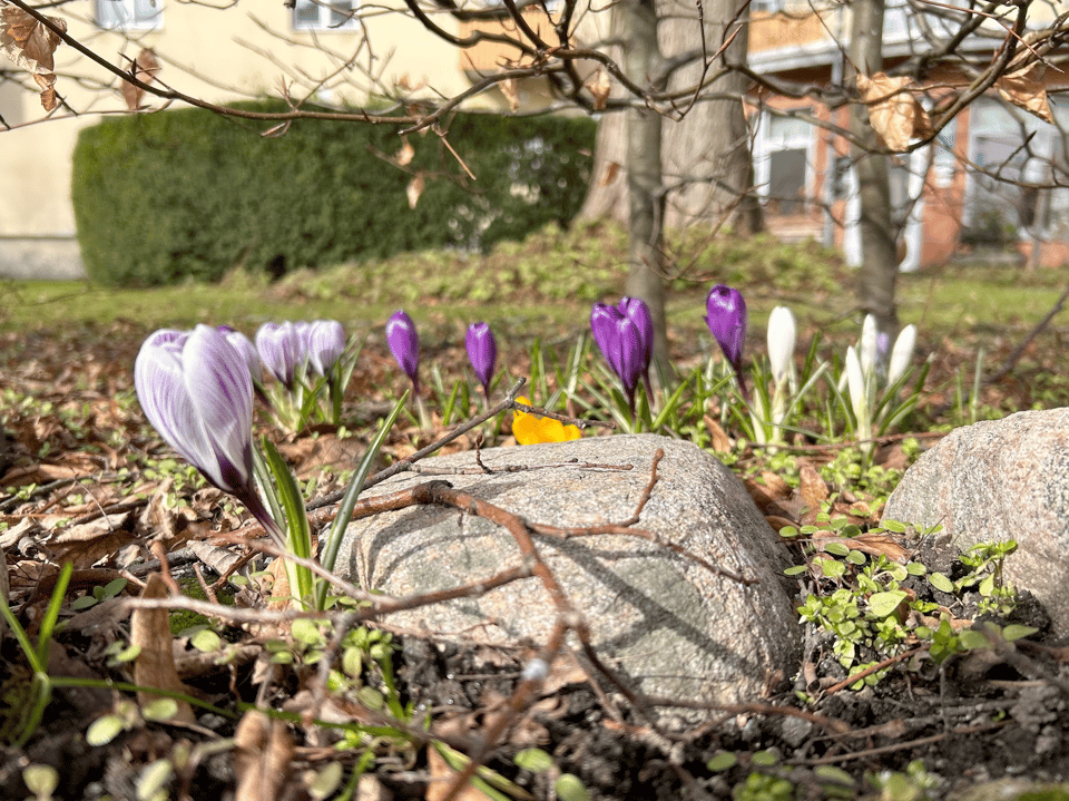 Solastalgia & the fleeting joys of spring 