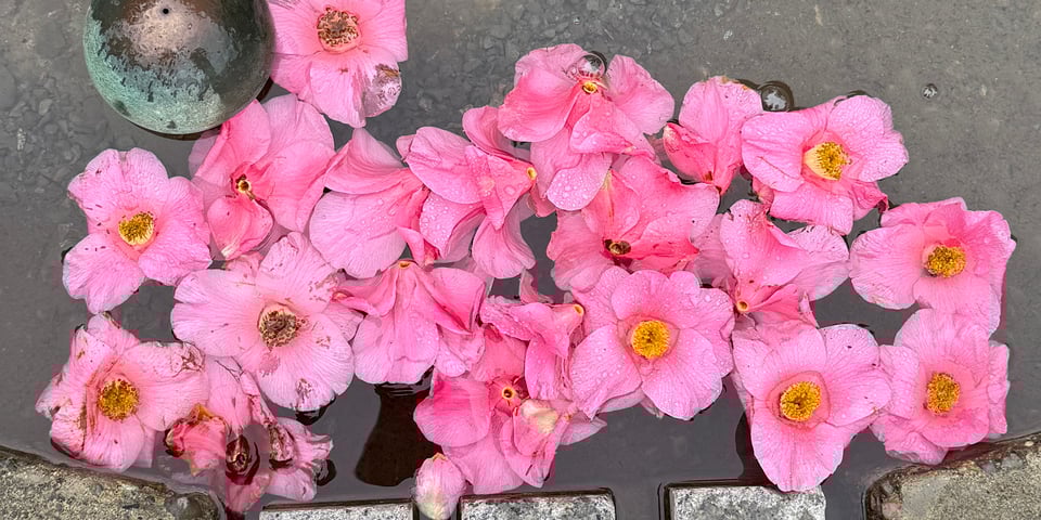 Pink flowers floating in water