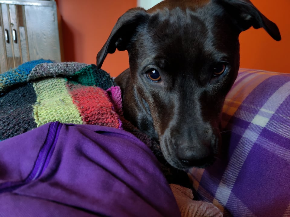image of extremely cute black dog on purple couch in front of orange walls that were fun but messy to paint