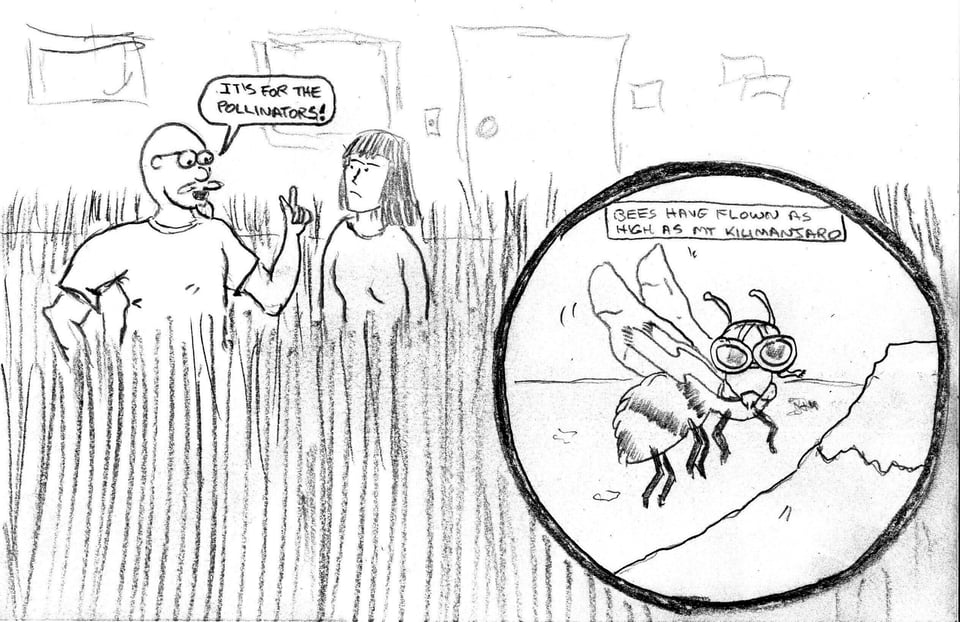 cartoon drawing of a man and woman standing in tall grass. The man is explaining that it has been left wild for the pollinator insects but the woman looks unconvinced. An inset panel shows a bee wearing a WW1 flying helmet and a caption asserts that bees have flown as high as Mt Kilimanjaro