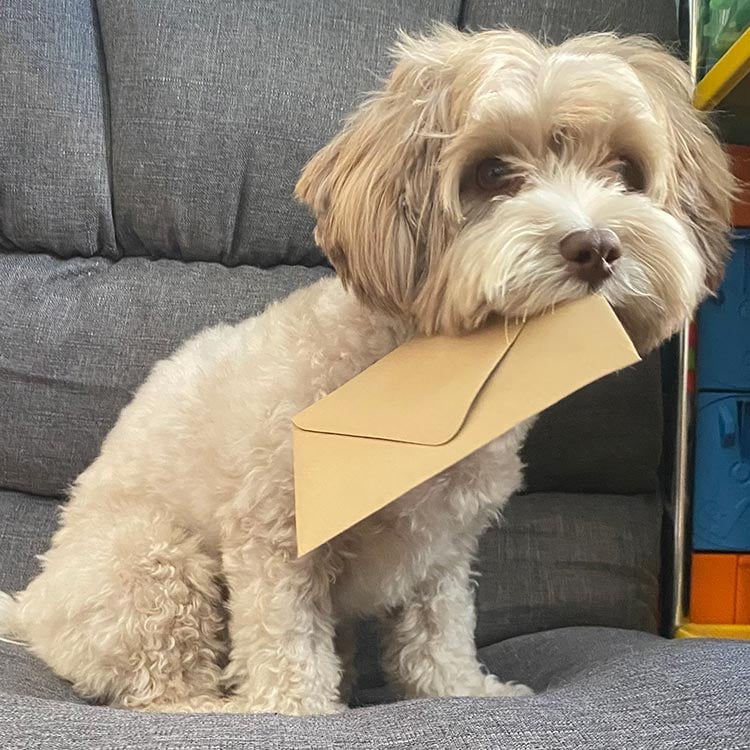 Chicken is now sitting up on the gray cushion, this time holding a small paper envelope in her mouth by one of its corners. The rest of the envelope is hanging downwards.