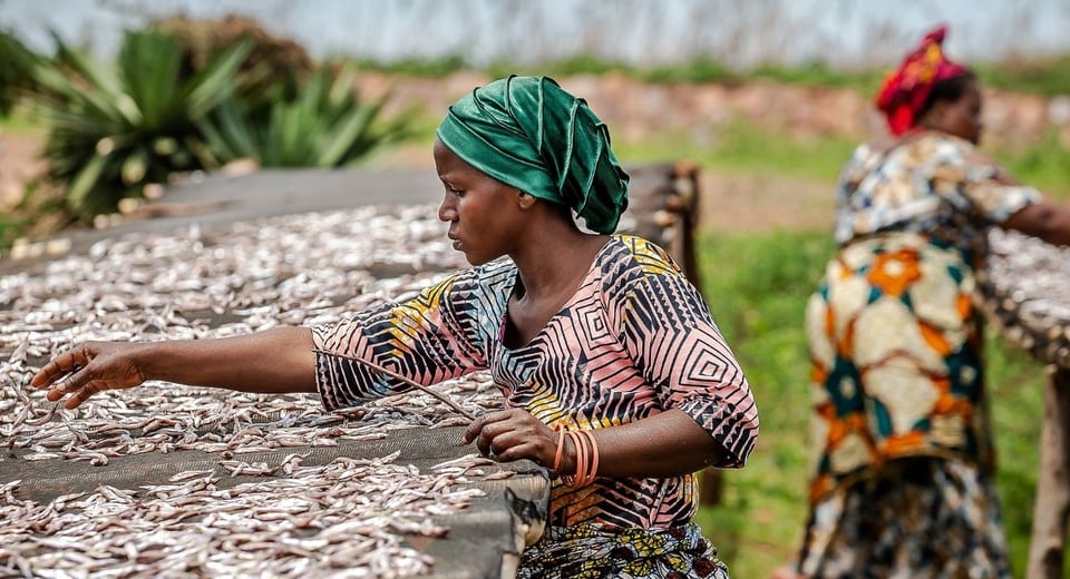 Photo shows two women sorting fish.