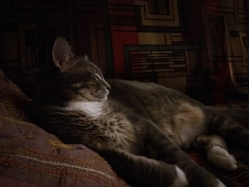 A fluffy gray cat reclines on pillows, on a couch, grinning to herself.