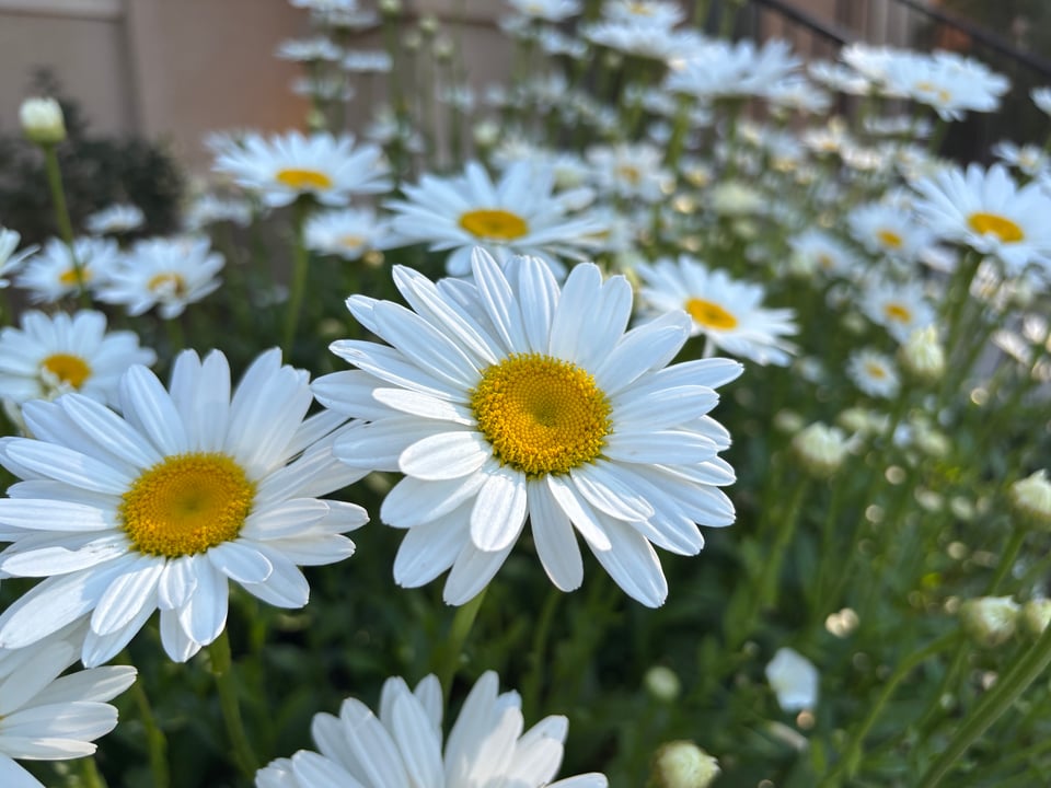daisies in early morning light