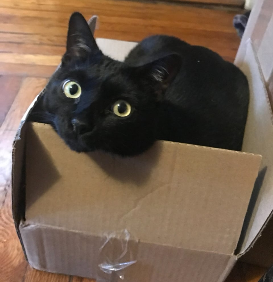 adorable black cat peering out of a carboard box