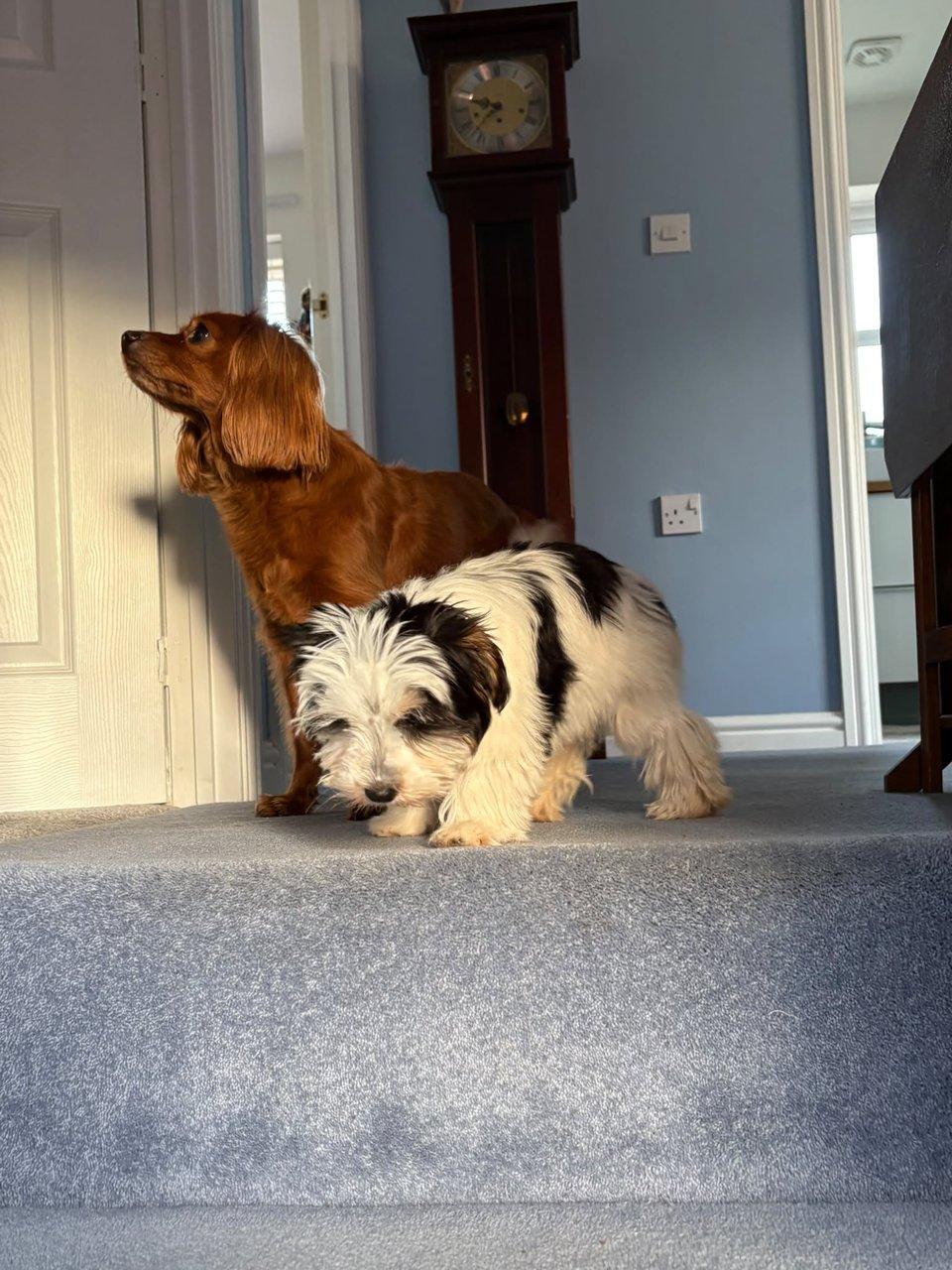 Two cute dogs at the top of the stairs.