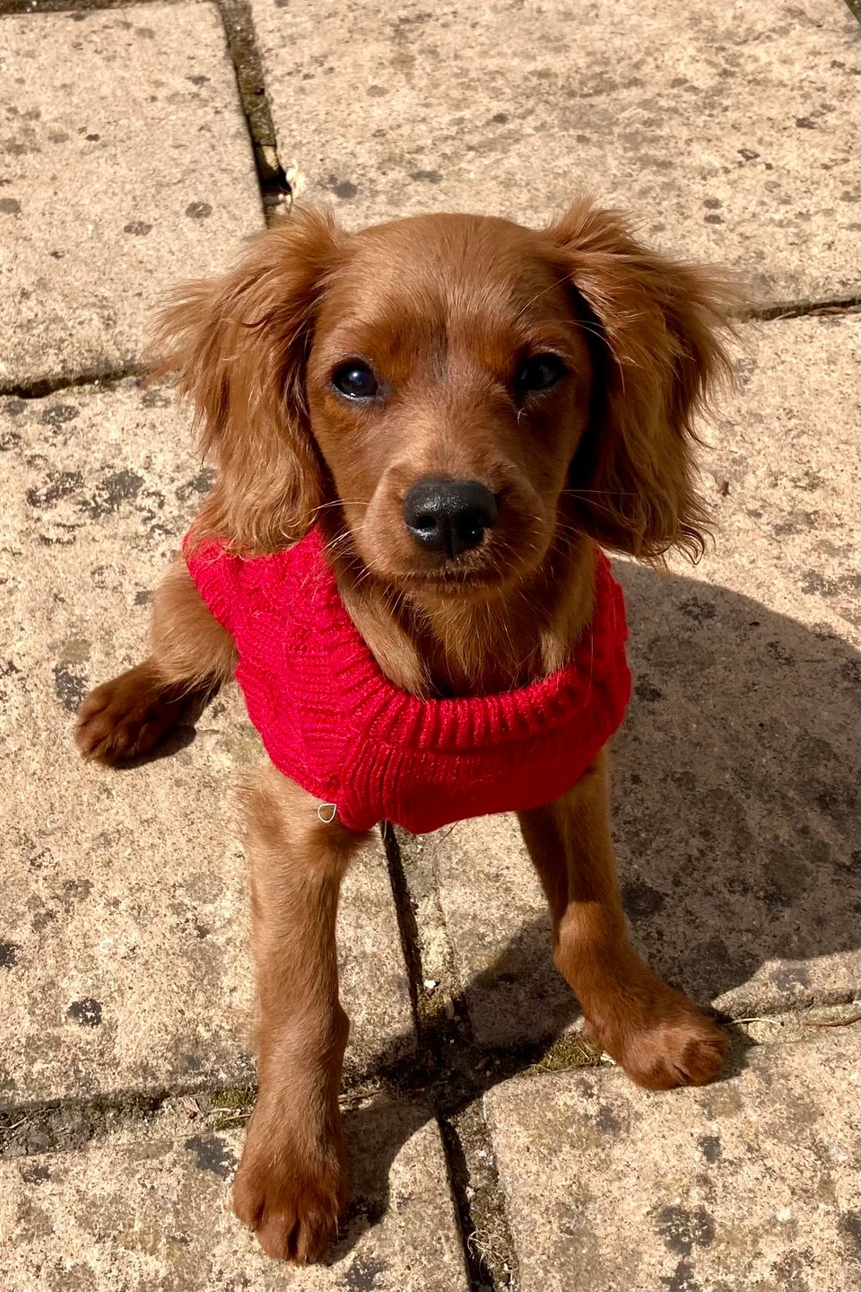 A cute dog in a red jumper.