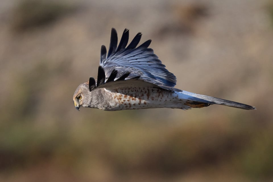A bird of prey in flight, its wing-tips splayed out.