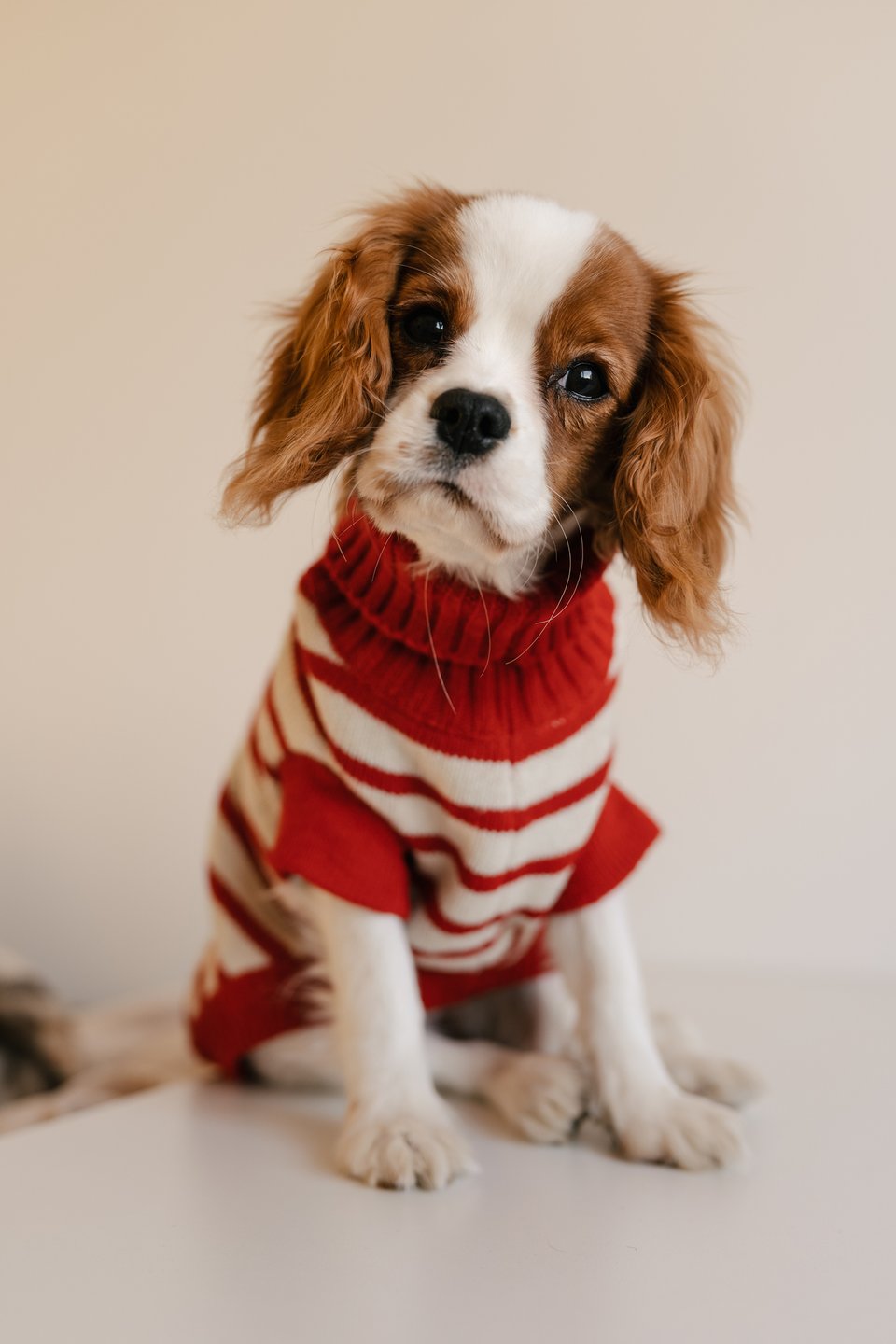 A King Charles Spaniel puppy wearing a red and white sweater looks into the camera.