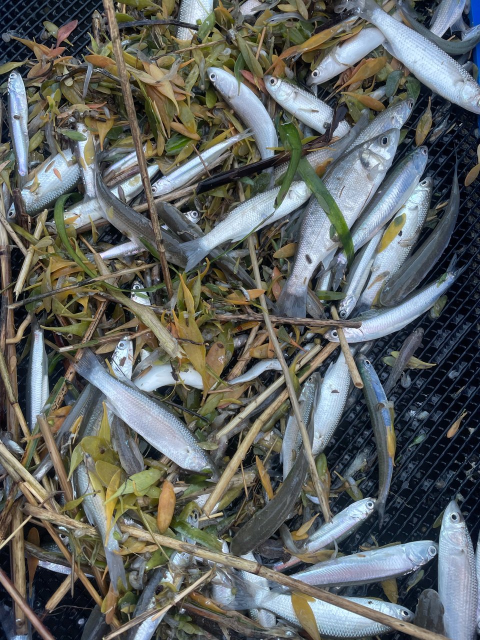 Alevins et juvéniles de nombreuses espèces meurent asphyxiés sur les tamis des pêches de la crevette ou de la civelle (cas de cette photo ) ou sur les tambours filtrants du système de refroidissement de la centrale nucléaire du Blayais. Ils se comptent par centaines de milliers chaque année, voire en millions d'individus.