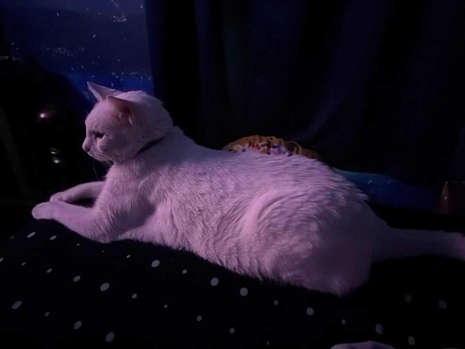 A white cat.