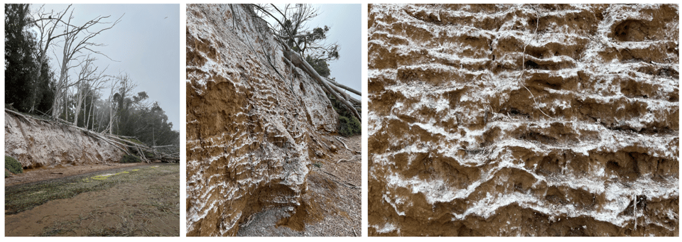 heron rookery lamellae photo series.png