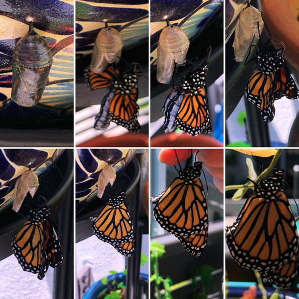 8 panels of a monarch butterfly breaking out of its chrysalis, starting with the full chrysalis and ending with the orange-and-black butterfly on a slender plant stem, all outside in sunlight
