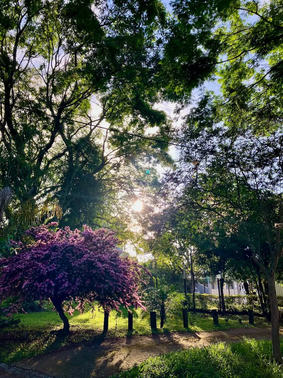 Várias árvores, com uma com flores roxas em destaque, com o sol ao fundo.