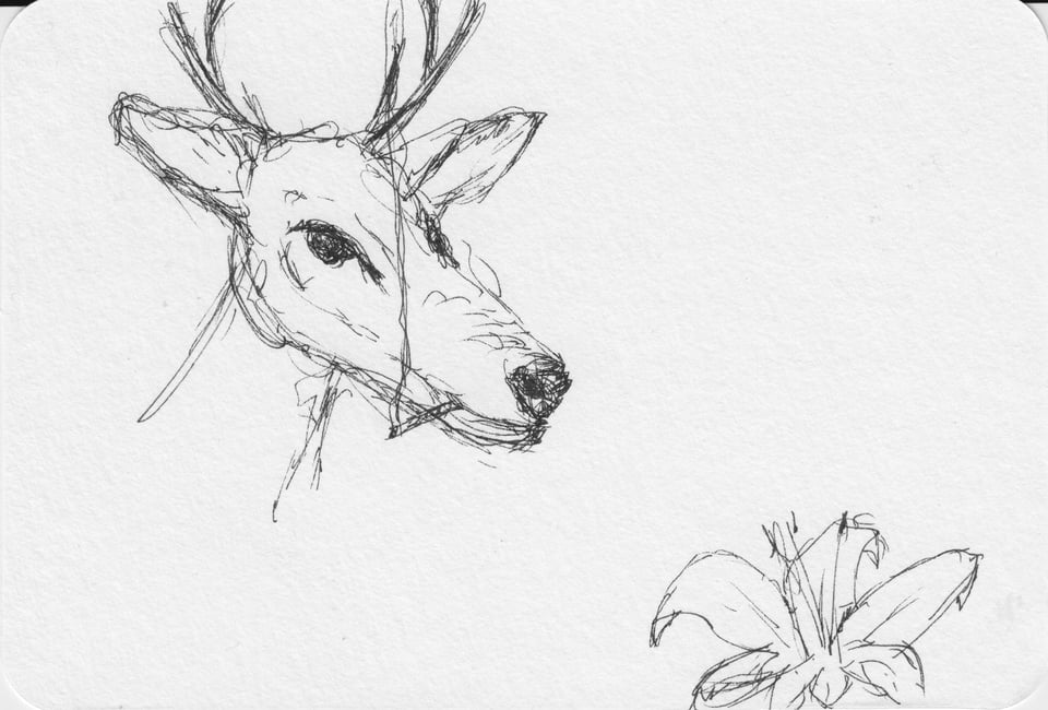 ink-sketch on a postcard of a deer smoking a cigarette, and a tiger lily