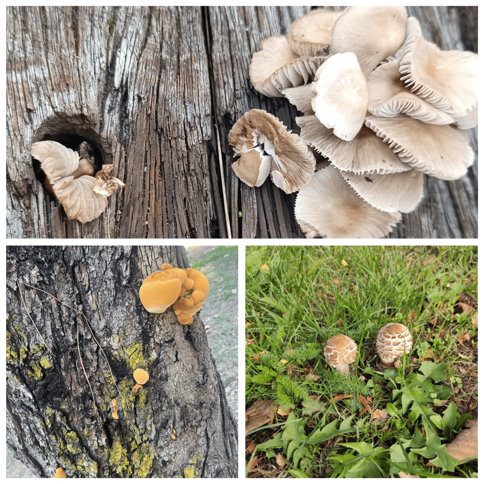 Images of fungus growing wild.
