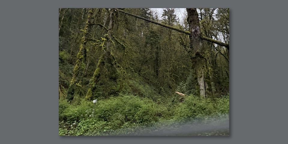 Green moss on tree trunks of a forest