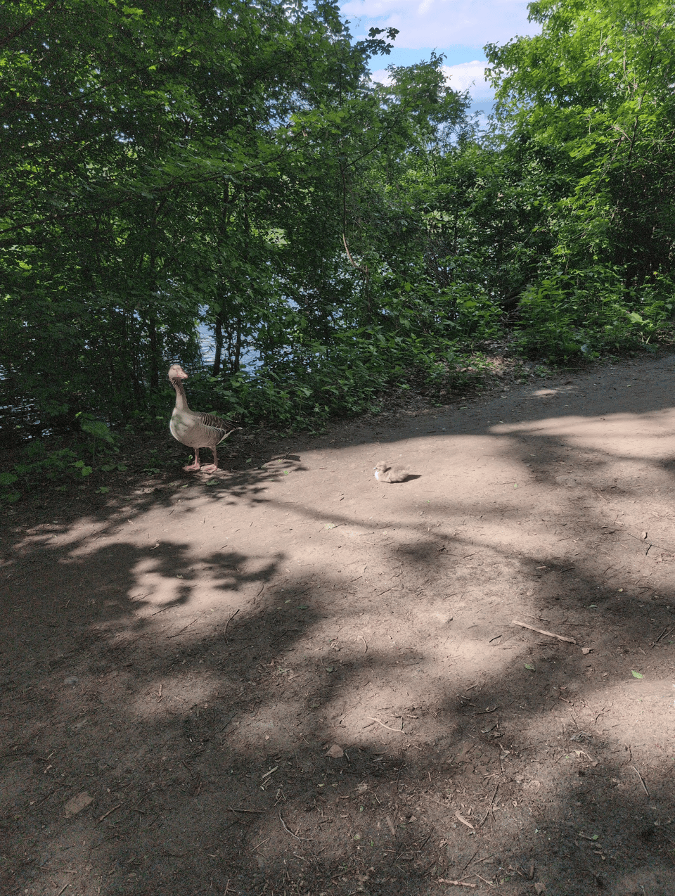 A baby goose (Anser anser) is sitting comfy in a patch of sunlight while one of its parents looks on, ready to attack.