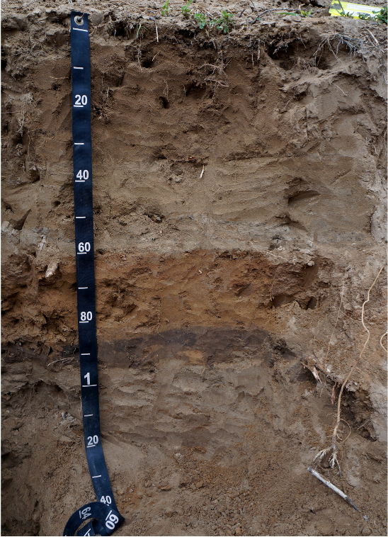 A soil profile with black measuring tape. The layers are clearly visible due to differences in color. A dark, thin horizon can be seen at 90 cm.