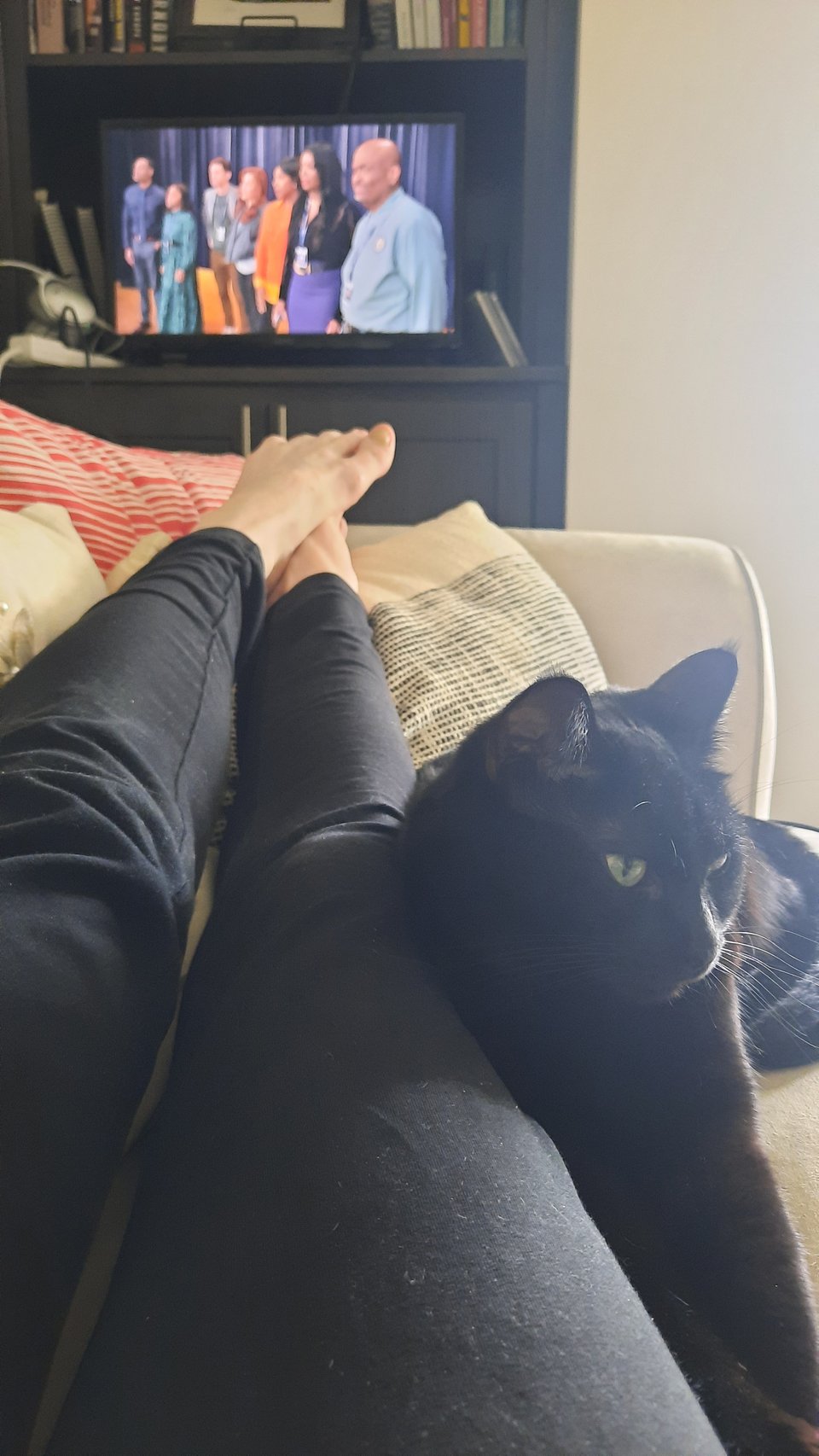 A black cat on a sofa