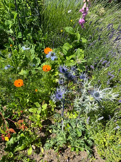 a rather chaotic flowerbed, including sea-holly, marigolds, borage, nigella, sweet pea plants not yet in flower, lavender and foxgloves