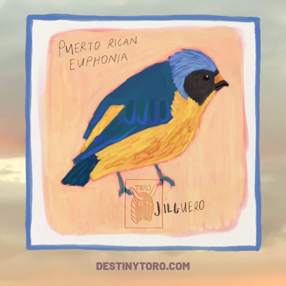 Illustration of a blue and yellow bird with handwritten text "Puerto Rican Euphonia, Jilguero" on a photo of a muted green and peach sky