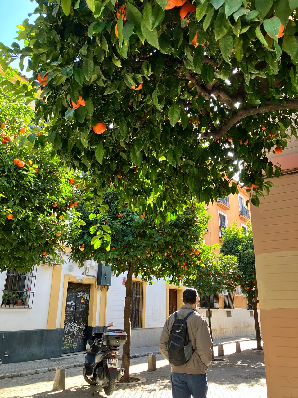 Strolling through Sevilla 