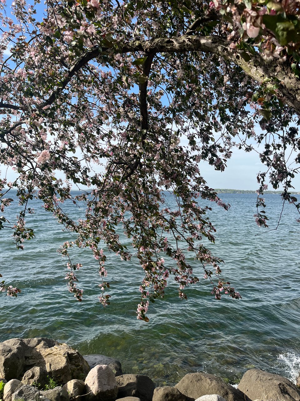 small pink flowers on a flowering tree hanging over the lake along the rocky shoreline
