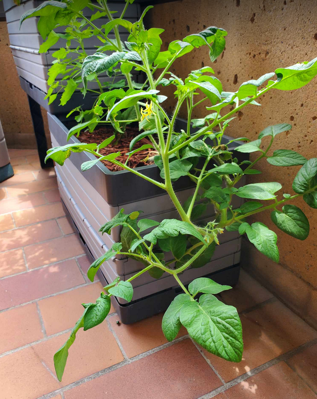 A tomato plant grows towards the camera, nestled in a balcony planter.